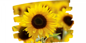 Happy Sunflowers Anja Wendt